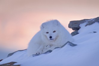 Polar fox in habitat, winter landscape, Svalbard, Norway. Beautiful white animal in the snow.