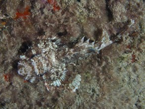 A camouflaged Black scorpionfish (Scorpaena porcus) resting on the bottom between algae at night,