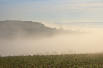 Landscape, Field, Valley, Forest, Fog, Morning, Altertheim, Würzburg, Bavaria, Germany