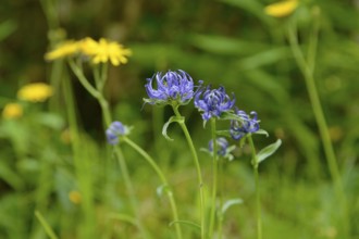 Hemispherical devil's claw (Phyteuma hemisphaericum), inflorescence, Stillachtal near Oberstdorf,
