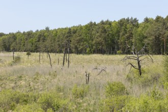 View from the observation tower in the Dubringer Moor nature reserve near Neudorf Klösterlich,