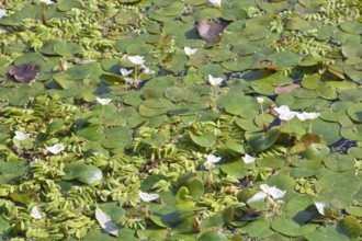 Common frogbit (Hydrocharis morsus-ranae), in flower on a still water body, Naturpark