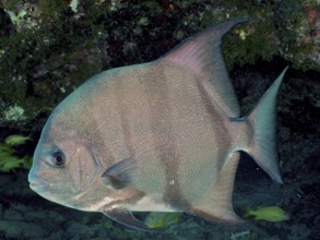 Silvery fish, Atlantic spadefish (Chaetodipterus faber), swimming against a dark, mossy background