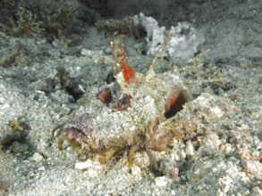 A creature camouflaged by sand, spiny devil fish (Inimicus didactylus), on the seabed, dive site