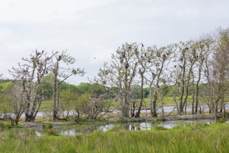 Cormorant colony, Geltinger Birk, Geltinger Bucht, Nieby, Schleswig-Holstein, Germany