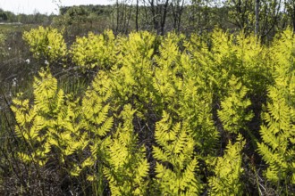 Royal fern (Osmunda regalis) against the light, Emsland, Lower Saxony, Germany