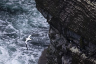 Gannet (Morus bassanus), juvenile bird flying over sea spray, Orkney Islands, Scotland, Great