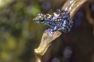 Winker frog (Staurois parvus), captive, occurs in tropical forests and waterfalls