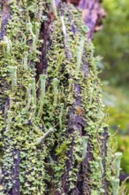 Close up at Trumpet cup lichen (Cladonia fimbriata) growing on a tree stump, Sweden