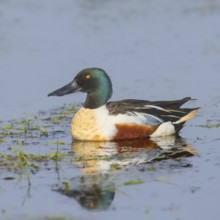 Shoveler (Spatula clypeata) male in a wet meadow, spring, wildlife, nature photography, Hüde,