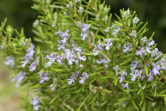 The rosemary (Rosmarinus officinalis) still blooms delicately purple in autumn, Tuscany, Italy