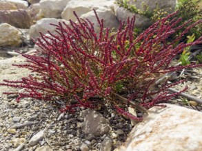 Sode, Strand-Sode, Schmalzmelde, Meerstrand-Gänsefüßchen (Suaeda maritima)