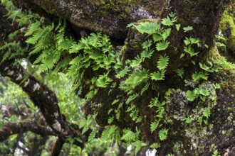 Trunk of an old laurel tree overgrown with moss and plants, old laurel forest (Laurisilva),