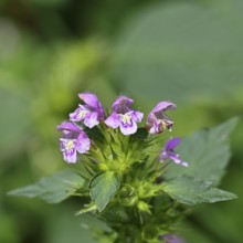Wood-osier (Stachys sylvatica), flower, the plant was formerly also used as a medicinal plant