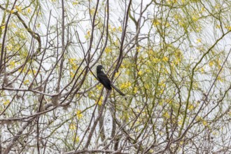 Smooth-billed Ani (Crotophaga ani), San Cristobal, Galapagos, Ecuador