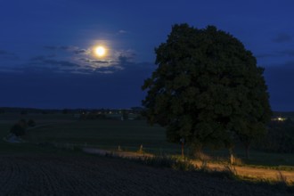Full moon at the winter lime tree (Tilia cordata) near Leubsdorf, close-up with single tree and