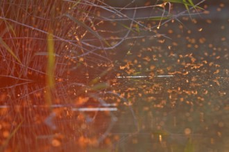 Mayfly (Ephemeroptera), mating dance above the water in the evening light, Naturpark