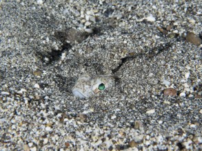 A venomous fish, the Petermännchen (Trachinus draco), camouflages itself in the sand, only the eyes