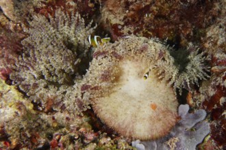 Two clownfish in a large glass bead anemone (Heteractis aurora), surrounded by colourful coral