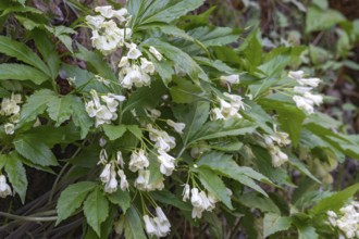 Nine-leaved toothwort (Dentaria enneaphyllos), Kundler Klamm, Kundl, Tyrol, Austria