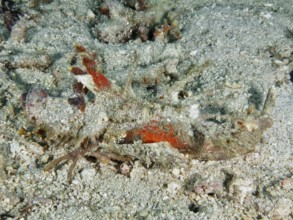 A well camouflaged creature, Spiny Devilfish (Inimicus didactylus), on the seabed, barely visible,