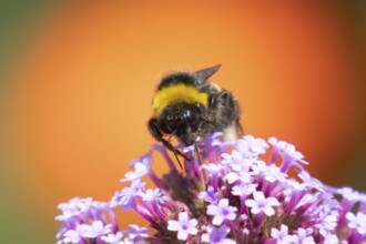 Buff tailed bumblebee (Bombus terrestris) adult bee on a garden Verbena purple flower, England,