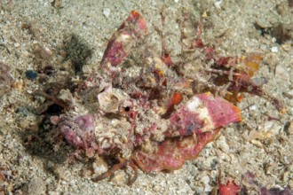 Underwater photo of close-up of devil fish (Inimicus didactylus) camouflaging itself crawling over