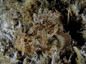 Camouflaging fish, feathered scorpionfish (Scorpaena grandicornis), hidden between algae and plants