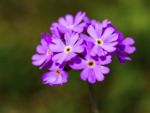 Mehl-Primel (Primula farinosa), Berchtesgaden National Park, Ramsau, Berchtesgadener Land, Bavaria,