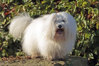 Coton de Tulear, cotton dog, Madagascar