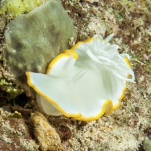 Ardeadoris sea slug (Ardeadoris egretta), Pacific Ocean, Caroline Islands, Yap Island, Micronesia