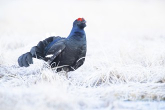 Black Grouse (Tetrao tetrix) Male, Sweden