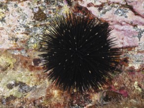 Arbacia lixula (Arbacia lixula) on a rocky substrate, dominated by long spines, dive site L'anse