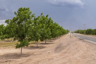 Rincon, New Mexico, Water-hungry pecan trees growing in the midst of a severe dought in the New