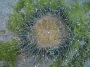 Corkscrew anemone (Macrodactyla doreensis) with green tentacles and orange centre on sandy seabed,