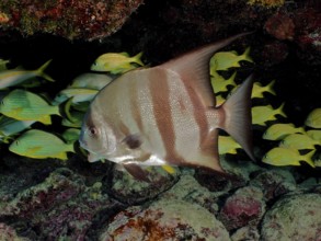 Atlantic spadefish (Chaetodipterus faber) with distinctive stripes, dive site John Pennekamp Coral