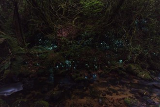 Bioluminescence, luminous glowworm (Arachnocampa luminosa), maggot of the fungus gnat