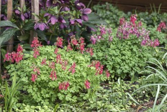 Fingered Larkspur (Corydalis solida 'G.P.Baker')