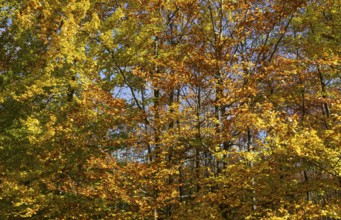 Heavily discoloured beech (Fagus) in the Blockheide nature park Park near Gmünd, Waldviertel, Lower