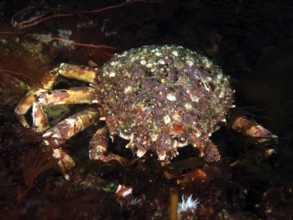 A spider crab (Maja squinado) moves across the dark seabed. Dive site Maharees Islands,