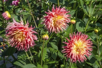 Flowering Dahlias (Dahlia), variety Fringed Star in the Dahlia Farm in Löderup, Ystad municipality,