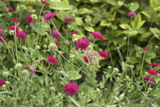 Macedonian widow flower (Knautia macedonica 'Mars Midget')