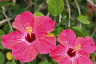 Hibiscus fragilis (Creole: mandrinette), San Cristobal, Galapagos, Ecuador