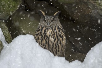 Eurasian eagle owl (Bubo bubo) sitting on rock ledge in cliff face during snow shower in winter