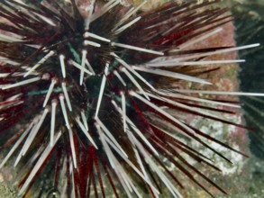 Close-up of a red and white sea urchin with strong spines, banded sea urchin (Echinothrix