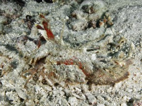 A spiny devil fish (Inimicus didactylus) lies camouflaged between coral fragments and sand on the