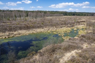 Mecklenbruch raised bog, nature reserve, Solling-Vogler nature park Park, Lower Saxony, Germany