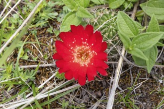 Sulcorebutia (Cactaceae), Huchuy Qosqo, Sacred Valley, Peru