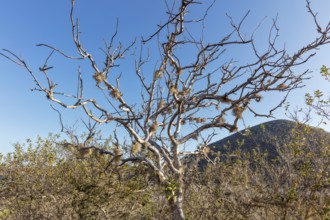 Boswellia sacra (synonym: Boswellia carteri), Galapagos, Ecuador