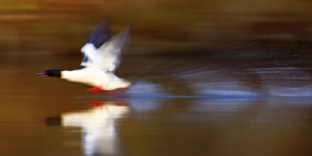 Goosander (Mergus merganser), drake at take-off from the water, tow, wiping effect, Middle Elbe